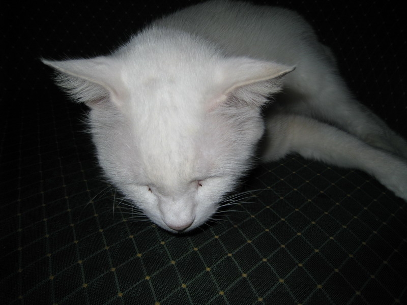white cat