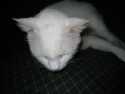 white cat