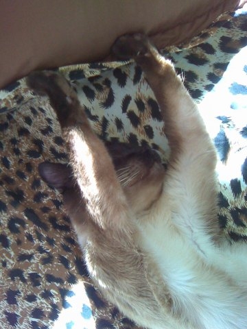 кошки леопардовые