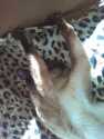 кошки леопардовые