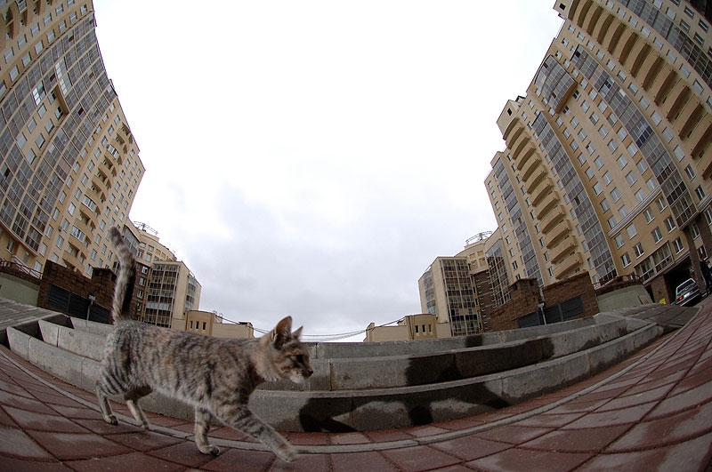 Просто кошка