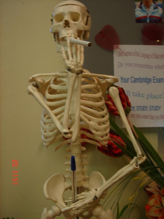 скелет 1-обратите внимание на тазовую часть =)