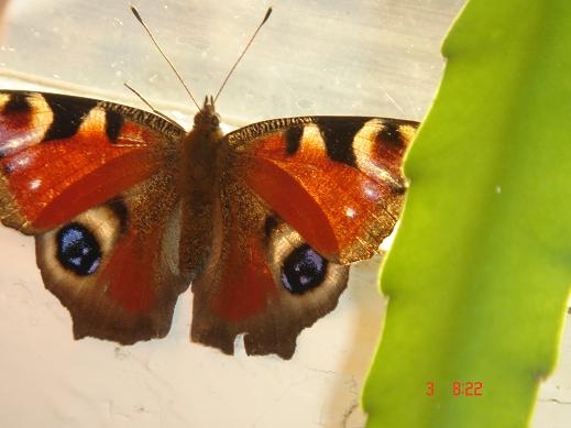 это чудо сидело сегодня у меня на подоконнике в подьезде. клёво....живой кусок лета =)