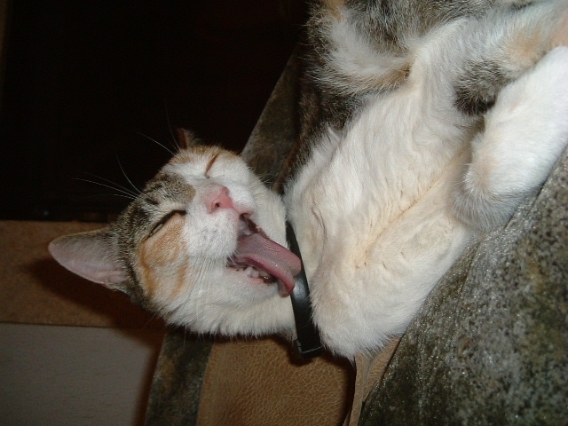 моя супер крутая кошка