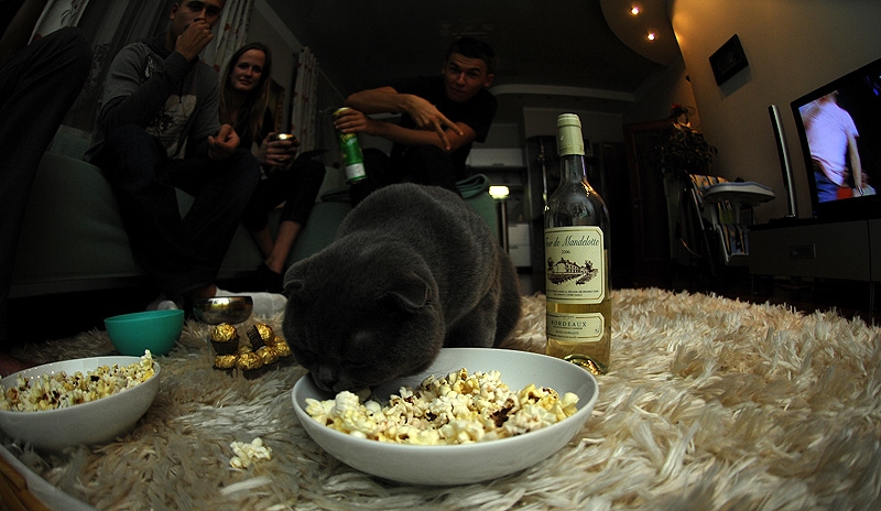 Укуренный кот